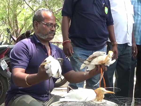 Try to sell it alive Crane and Green parrot Recovered by Puducherry Forest Department