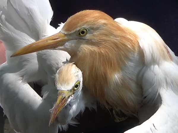 Try to sell it alive Crane and Green parrot Recovered by Puducherry Forest Department