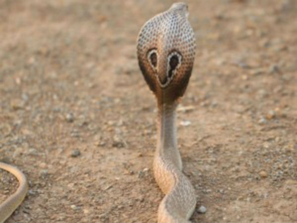 நறுக்கென கடித்தார் 