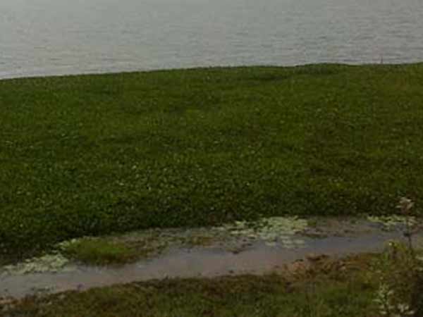 கட்டடக் காடு 