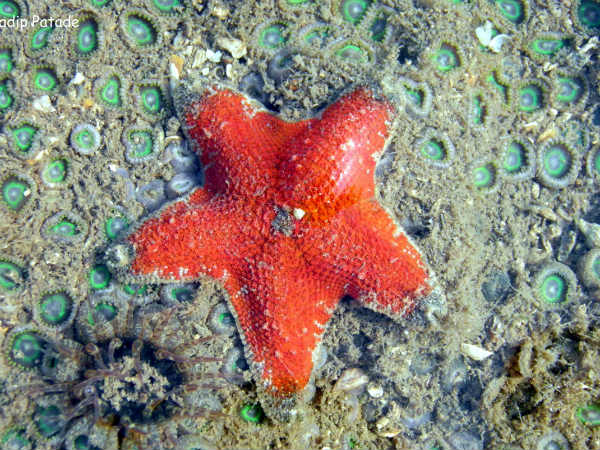 கரை ஒதுங்கிய நட்சத்தி மீன்கள் கரை ஒதுங்கிய நட்சத்தி மீன்கள்