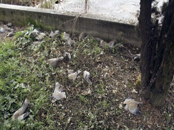 Jatinga- Valley of Deaths for Birds Jatinga- Valley of Deaths for Birds