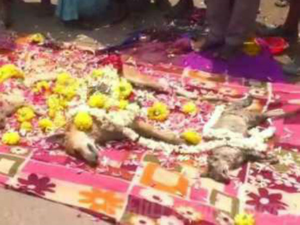 பூனைகள் 