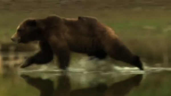 பயந்து போன கரடி: