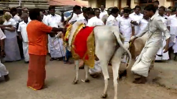 Youth was injured by Cow in a Kumbakonam Temple 