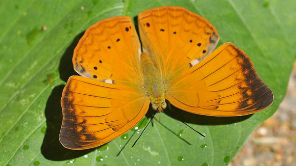 tn govt order, tamil yeoman as state butterfly of tamil nadu tn govt order, tamil yeoman as state butterfly of tamil nadu
