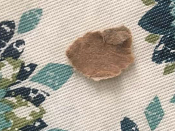 அட்டை பெட்டியை விழுங்கிய பெல்லா அட்டை பெட்டியை விழுங்கிய பெல்லா