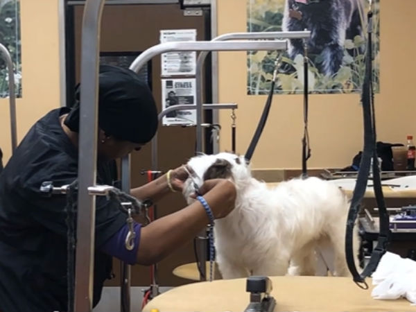 ஜிம்மி ஜூலி 