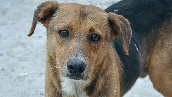 நாய்க்கு பாராட்டு: