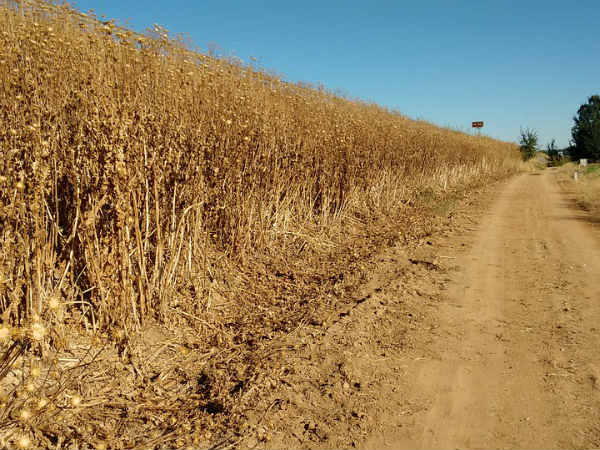 42 சதவீதம் இந்தியா 