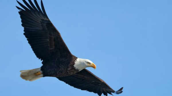 over 500 rare vultures die after eating poisoned elephants over 500 rare vultures die after eating poisoned elephants