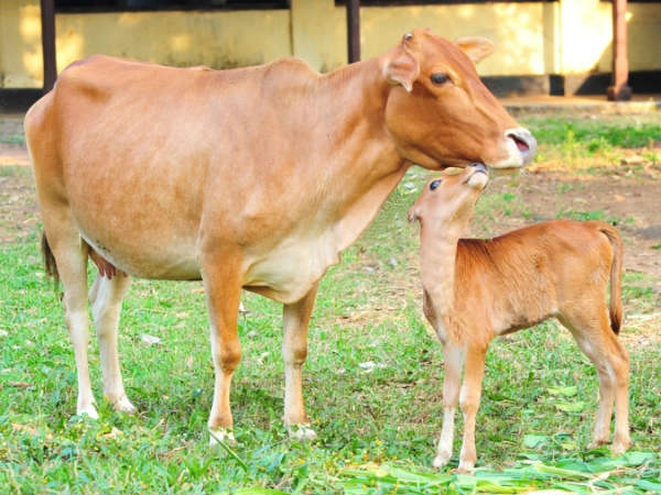 இயற்கை ஆர்வலர்கள் கோரிக்கை 