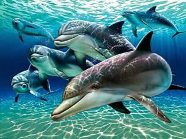 சுனாமிக்கு பிறகு மக்கள் அச்சம் சுனாமிக்கு பிறகு மக்கள் அச்சம்