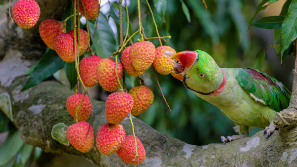 மூளைக் காய்ச்சல் 