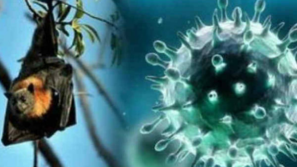 வௌவால்கள்