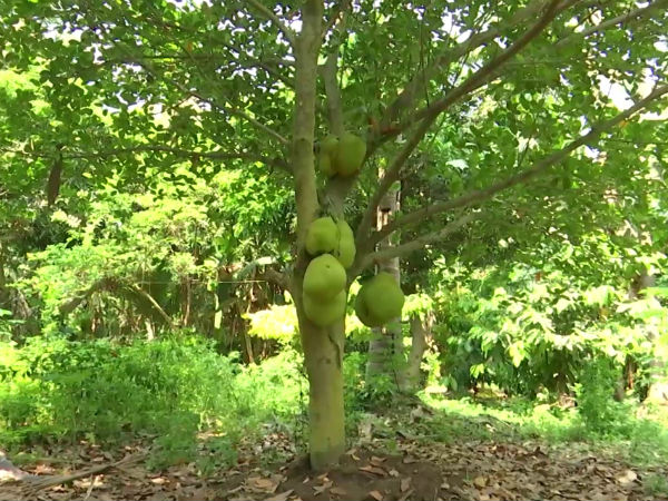 பெரியார் தோட்டம்