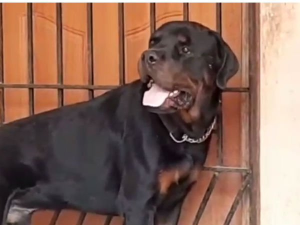 நாய் 