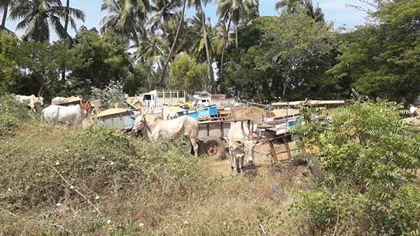 Sand mafias arrested in Pondicherry and seized bullock carts Sand mafias arrested in Pondicherry and seized bullock carts