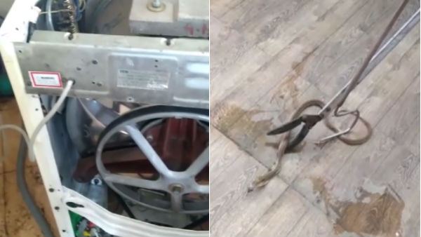 The 5 feet long snake that took refuge in the washing machine near Puducherry The 5 feet long snake that took refuge in the washing machine near Puducherry