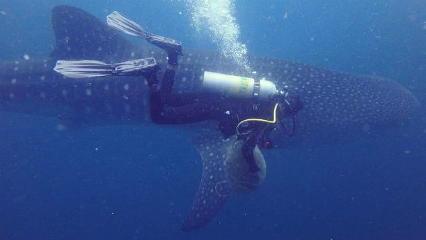 Swimming training in Puducherry, Whale played back to surprise Swimming training in Puducherry, Whale played back to surprise