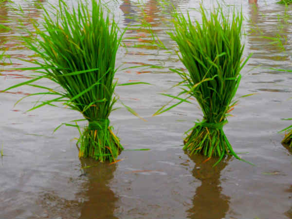 சிறு தொழில், நீர்வளம் 