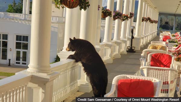 Bear watches Sunrise from hotel Bear watches Sunrise from hotel