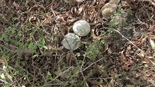 Bomb explodes in Puducherry, Rowdy Injured