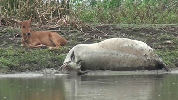Puducherry Cow die, stuck in mud. calf, longed Near for 2 days