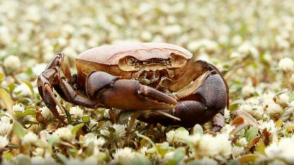 நண்டுகள் தான் காரணம் 