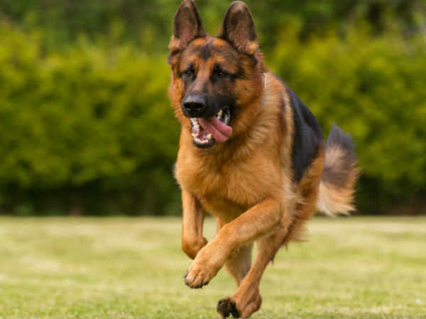 Dogs save newborn girl in Haryana