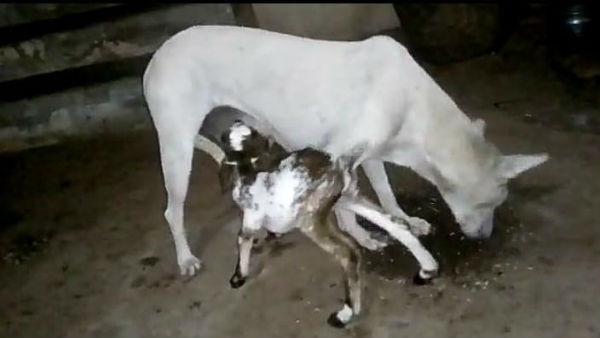 The Dog giving milk to calf near Thoothukudi 