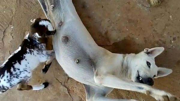 The Dog giving milk to calf near Thoothukudi 