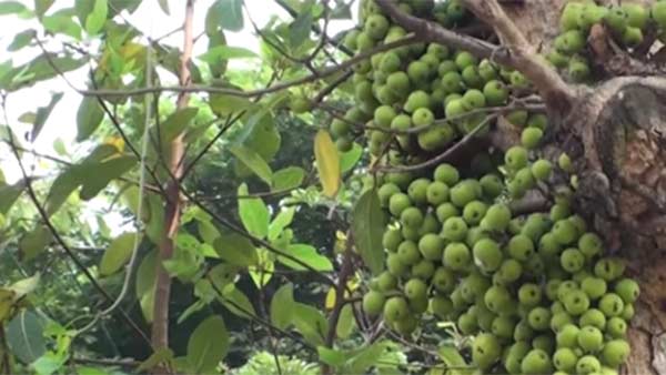 நன்மை தரும் அத்திப்பழம்