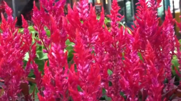 பூ பூக்கும் ஓசை 