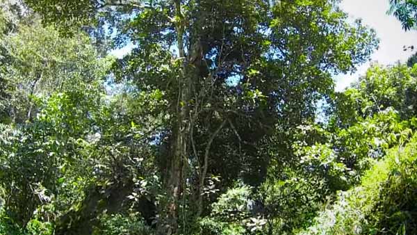 மரம் நடுவதற்கு திட்டம்