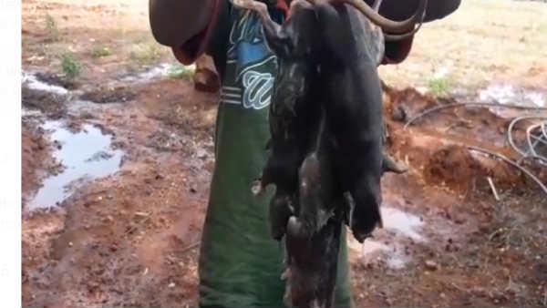 நோய்கள் நோய்கள்