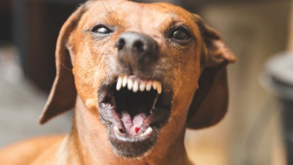 கால் தடங்கள் 