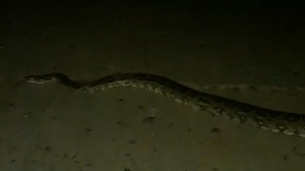 7 feet long Snake caught near Thiruvallur 