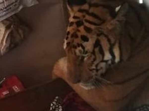 வீட்டிற்குள் புகுந்த புலி வீட்டிற்குள் புகுந்த புலி