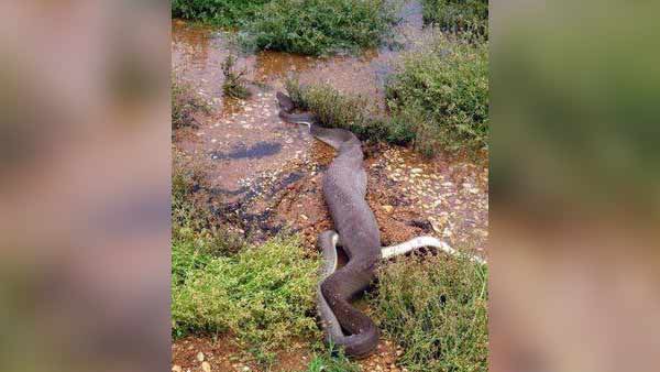 Viral photos about Python swallows Crocodile in Australia 