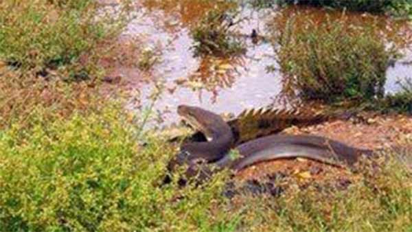 Viral photos about Python swallows Crocodile in Australia 
