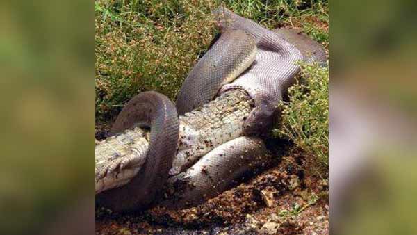 Viral photos about Python swallows Crocodile in Australia 