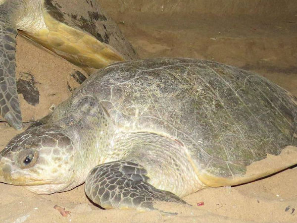 ஆமைகளின் கடல்வழித்தடம்