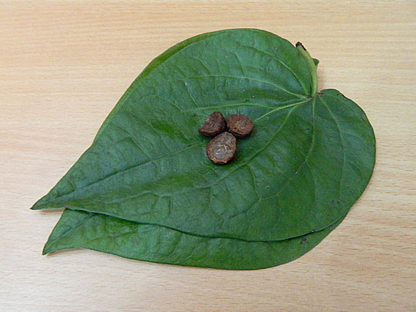 OneIndia reader writes poetry named Appavum Vetrilaiyum 