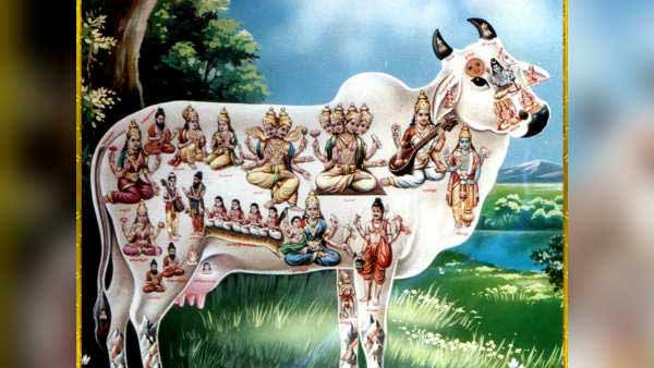 பசுவில் வாசம் செய்யும் லட்சுமி