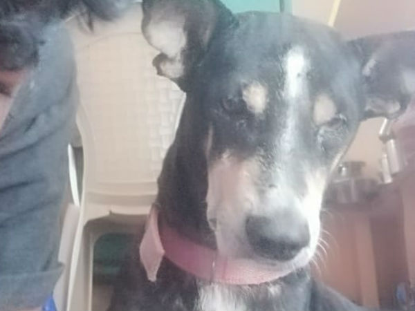 நாய்க்கு கத்திக் குத்து