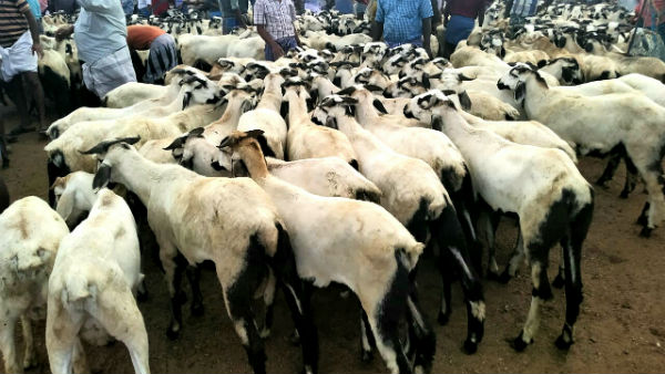 Goat sales are on rise in Trichy 