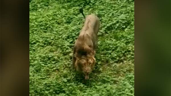 புட்களை உண்ணும் காட்சிகள் 