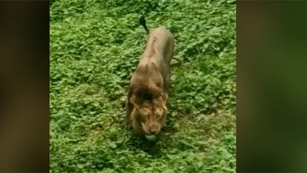 பெண் சிங்கம் 