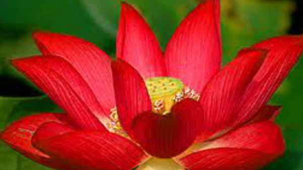 லட்சுமிக்கு பிடித்தவை